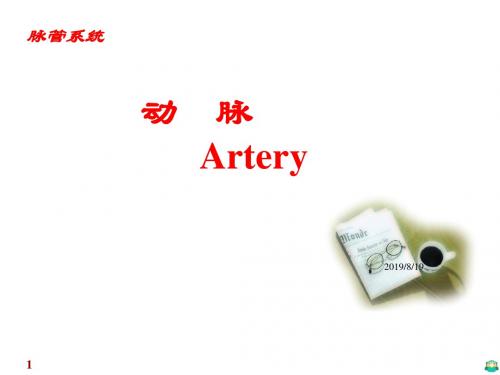 系统解剖学动脉PPT课件
