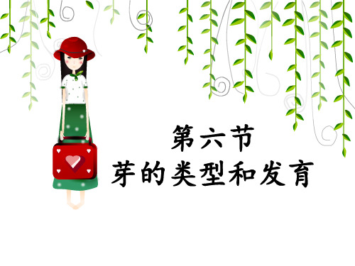 济南版生物八年级上册第一章第六节芽的类型和发育课件 (共23张PPT)