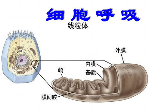浙科版必修1第四节细胞呼吸课件1