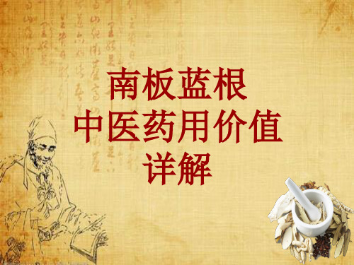 中药学_南板蓝根_药材详解课件模板_性味