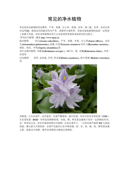 常见的净水植物