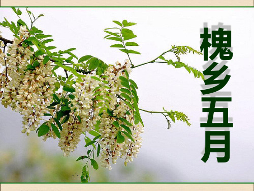 槐乡五月PPT课件