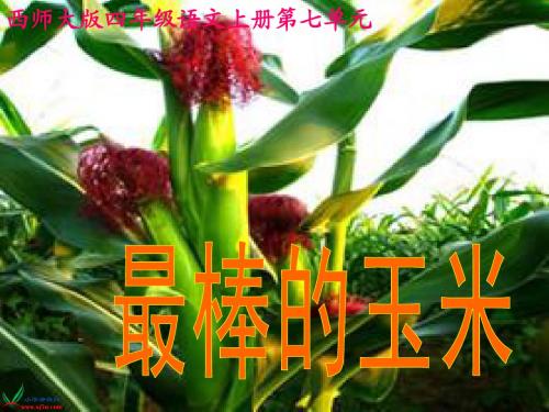 (西师大版)四年级语文上册课件 最棒的玉米 1
