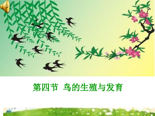 《观察鸡蛋卵壳上的气孔》课件