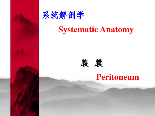 腹膜 系统解剖学