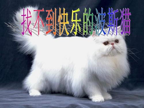 11 找不到快乐的波斯猫PPT