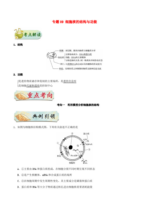 专题09 细胞核的结构与功能 考点知识点大全