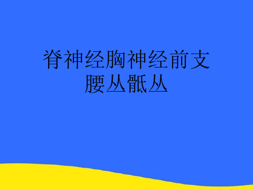 【优选】脊神经胸神经前支腰丛骶丛PPT资料