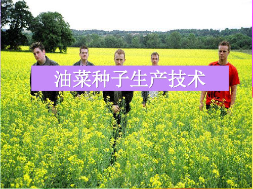 项目三 模块二(油菜)