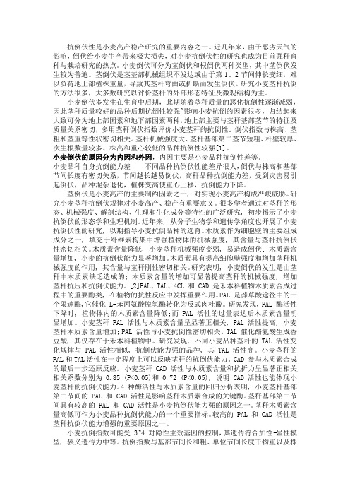 小麦抗倒伏
