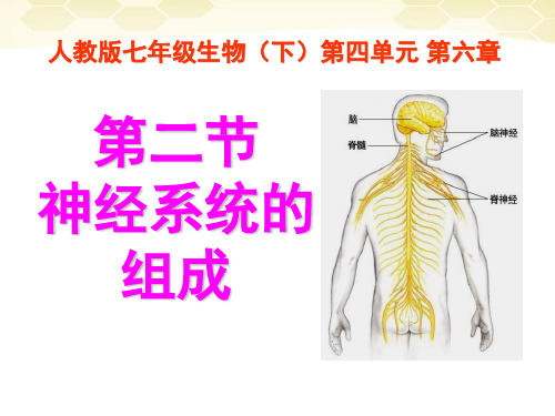 神经系统的组成