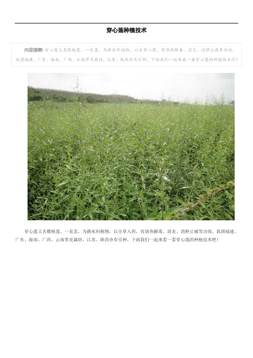 穿心莲种植技术