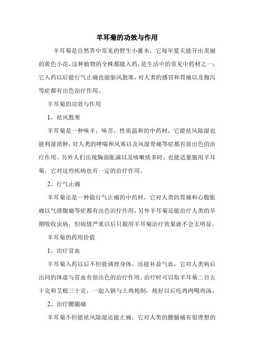 羊耳菊的功效与作用