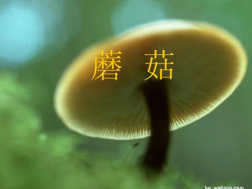 蘑菇课