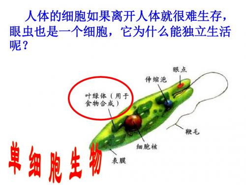 单细胞生物---张俊其