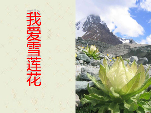 《我爱雪莲花》2精品 课件 