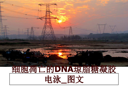 最新细胞凋亡的DNA琼脂糖凝胶电泳_图文ppt课件