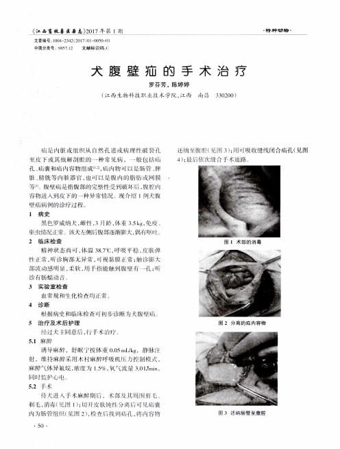 犬腹壁疝的手术治疗
