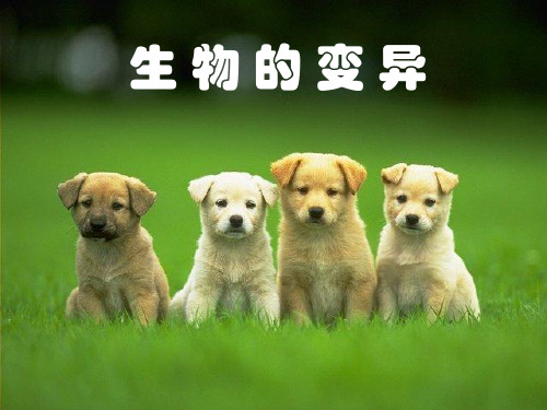 高三生物课件：生物的变异