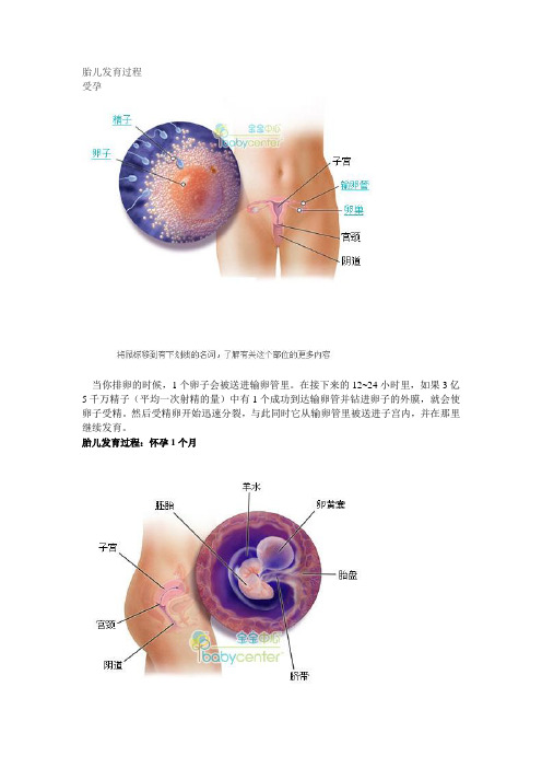 胎儿发育过程