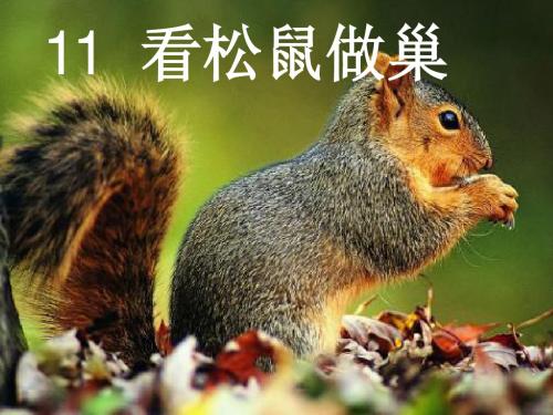 《看松鼠做巢》教学课件