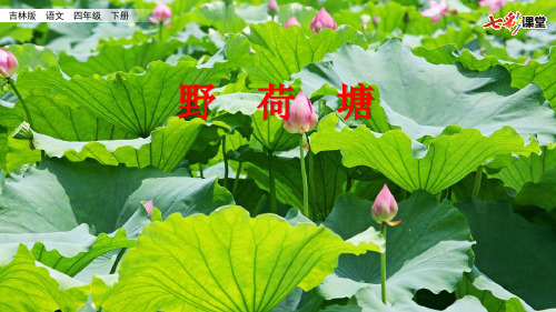 吉林版四年级下册语文5.3 野荷塘