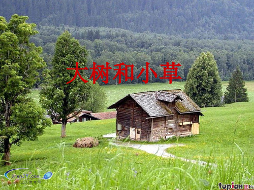 新版三年级上册科学课件 1.3 大树和小草 教科版(共11张PPT)演示课件