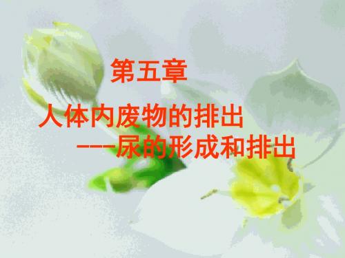 人教版初中生物七年级下《尿的形成和排出》课件