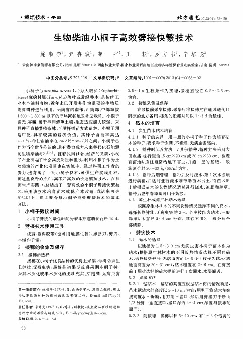 生物柴油小桐子高效劈接快繁技术