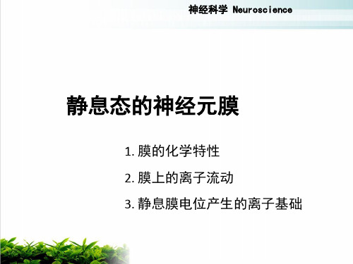 神经元的电活动PPT课件