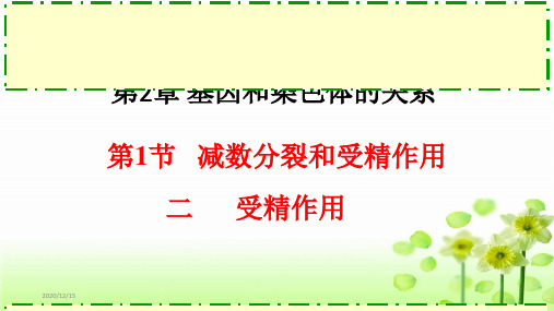 减数分裂和受精作用高中生物必修二教学课件2