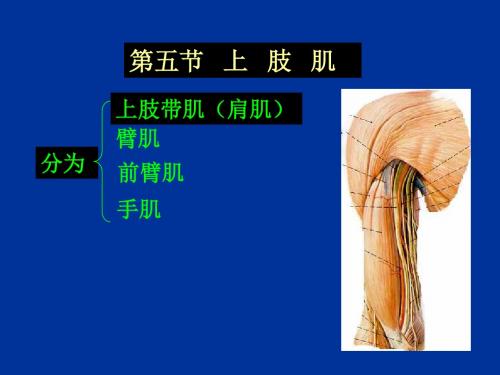 四肢肌肉