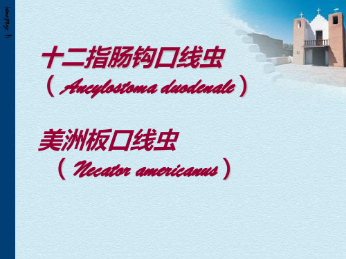 [寄生虫学]钩虫