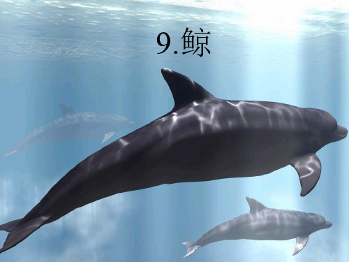 《鲸》优质公开课课件