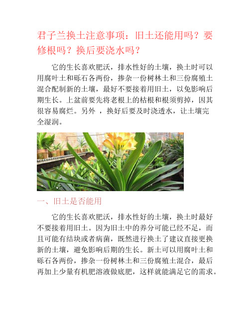 君子兰换土注意事项：旧土还能用吗？要修根吗？换后要浇水吗？-养花技巧