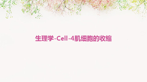 生理学cell-4肌细胞的收缩