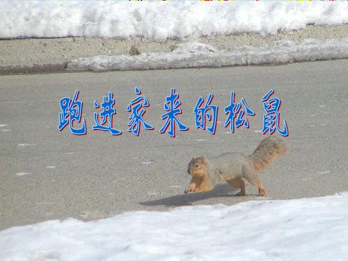 小学六年级语文上册《跑进家来的松鼠》课件