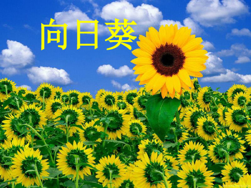 二年级下册美术课件-第15课 向日葵丨浙美版 (共19张PPT)