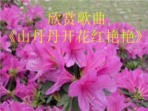 音乐人音八年级下册(2013年新编)《山丹丹开花红艳艳》课件3