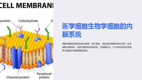 医学细胞生物学细胞的内膜系统