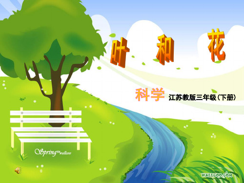 (苏教版)小学科学三下《叶和花》PPT课件(同课异构)(8)