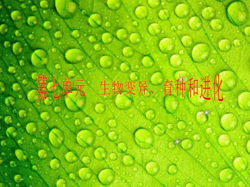 【步步高】高三生物一轮复习 第七单元 第23讲 从杂交育种到基因工程名师优质课件 新人教版必修2