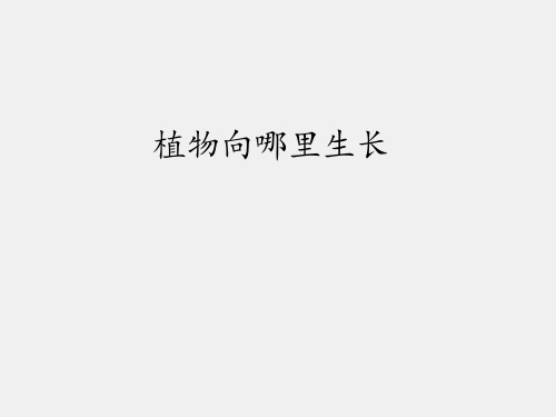 青岛版六年制小学六年级科学上册植物向哪里生长_课件1