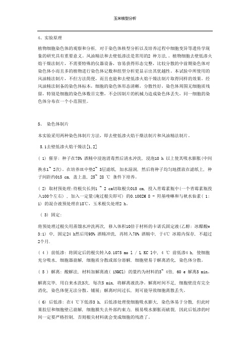 玉米核型分析