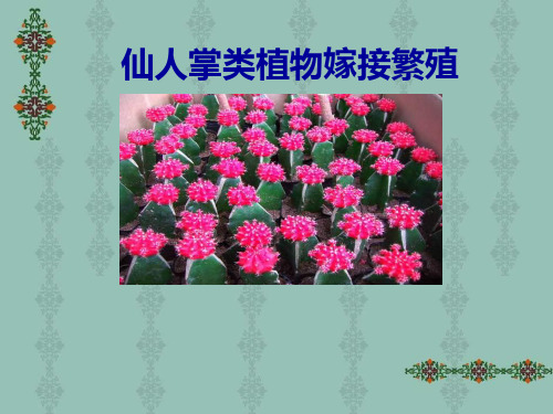 仙人掌植物嫁接