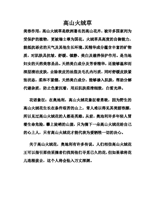 高山火绒草