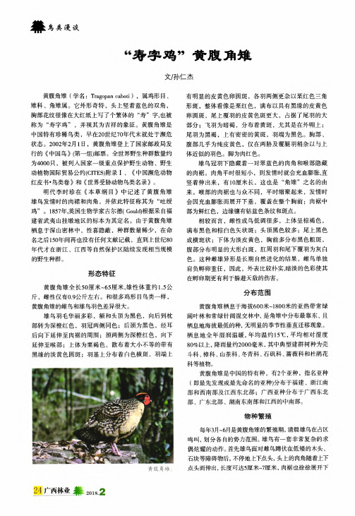 “寿字鸡”黄腹角雉