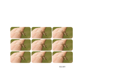 预防登革热从我做起
