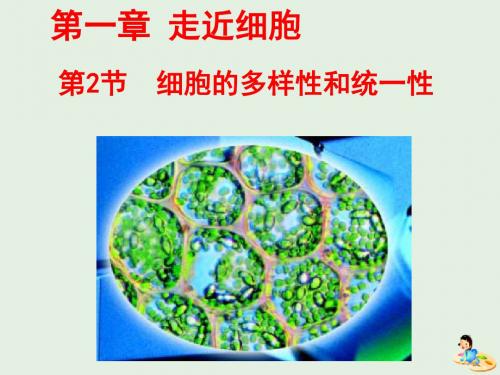 高中生物 1.2.1 细胞的多样性与统一性(第1课时)课件 