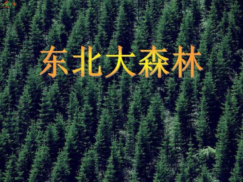 17《东北大森林》